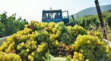 В России вступает в силу закон о виноградарстве и виноделии
